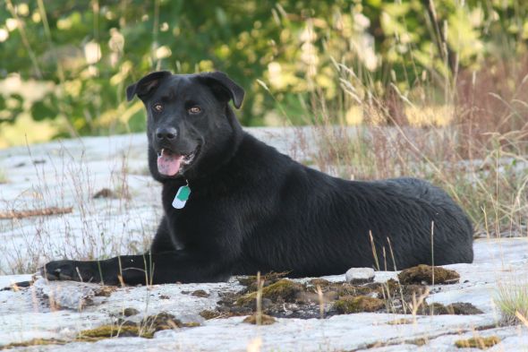 hybrid dog breeds?  Do you have one?  (cute pic of dog included) :  wedding Mav 10 Mox