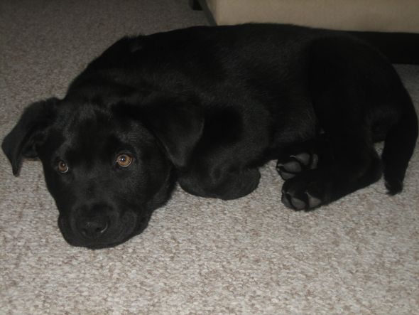 Puppies!!!! :  wedding puppies Mav 11 Wks 2