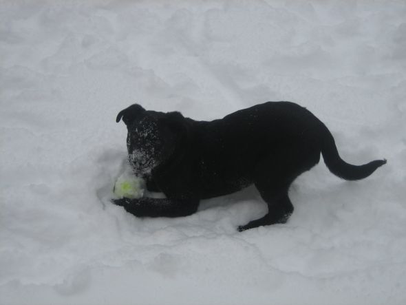 Puppies!!!! :  wedding puppies Mav 13 Weeks Enjoying Snow