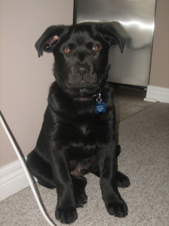Puppies!!!! :  wedding puppies Mav 15 Wks
