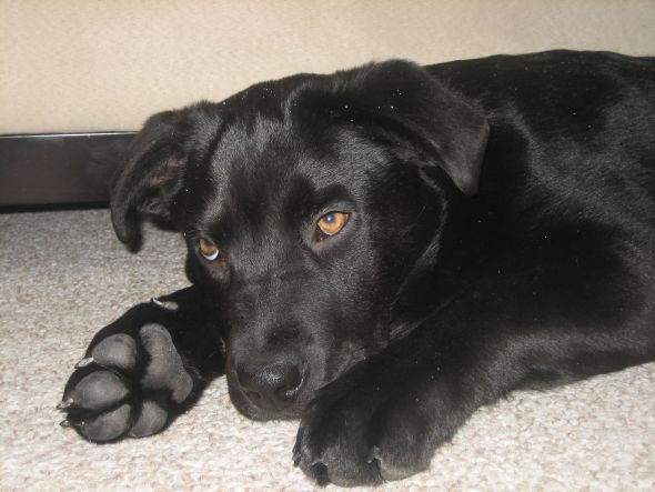 Puppies!!!! :  wedding puppies Mav 15 Wks 2