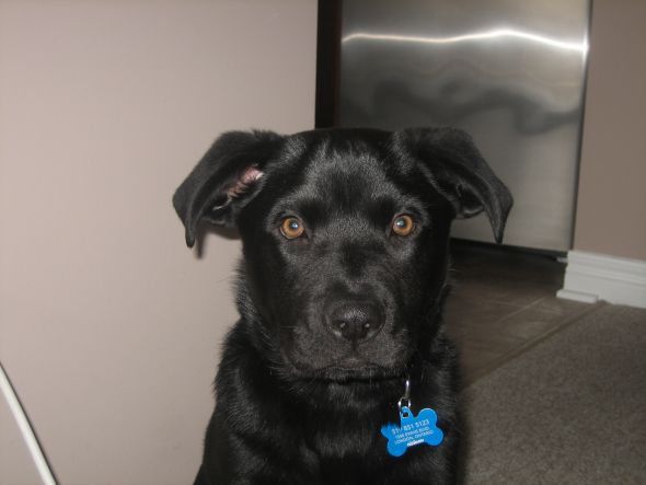 Are you a dog or a cat person? :  wedding Mav 3.5 Months