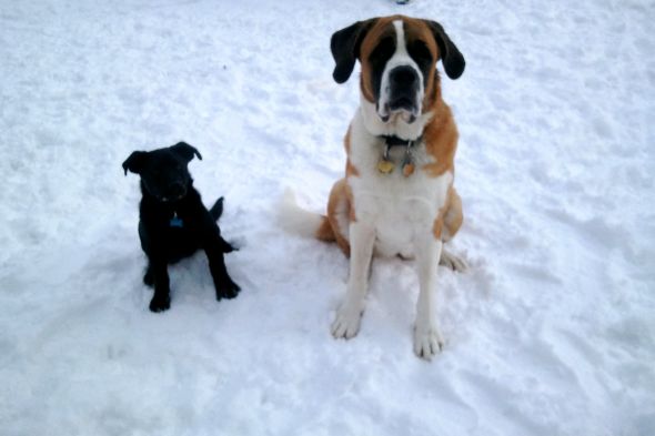 Puppies!!!! : wedding puppies Mav Callie