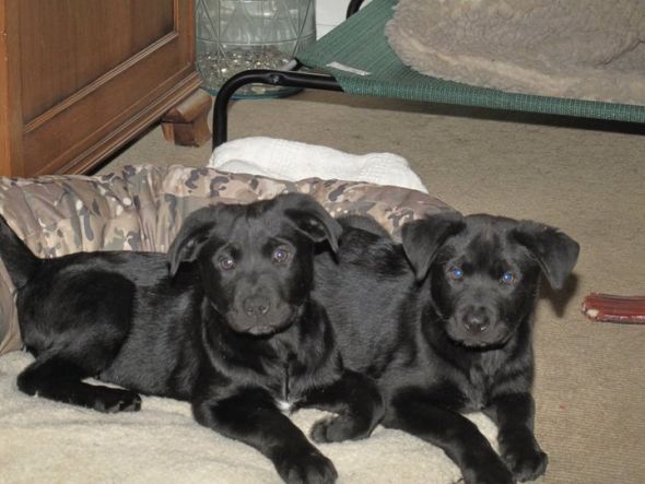 We are getting a puppy! :  wedding puppies Maverick 1