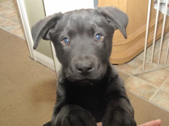 hybrid dog breeds?  Do you have one?  (cute pic of dog included) :  wedding Maverick 2