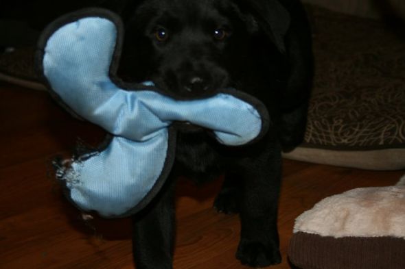 We are getting a puppy! :  wedding puppies Maverick 3