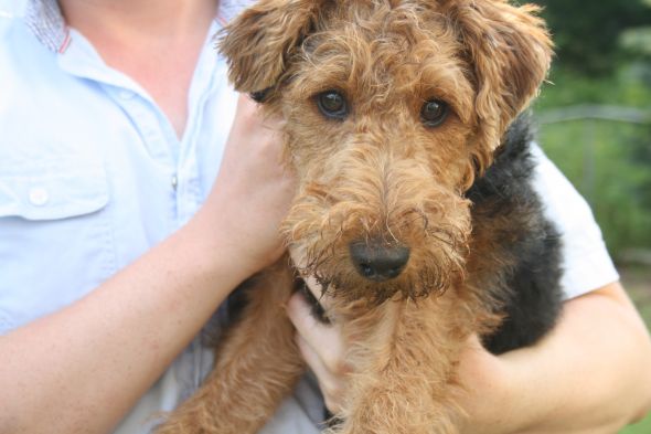 Let's show our furry friends! :  wedding pets puppy kitten cute pictures IMG 0659