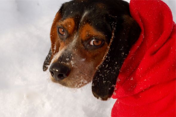 Getting a beagle/basset hound mix soon... show me pics of your beagle or basset! :  wedding beagle puppy dog basset hound DSC 0016