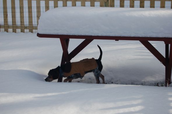 Getting a beagle/basset hound mix soon... show me pics of your beagle or basset! :  wedding beagle puppy dog basset hound DSC 0086