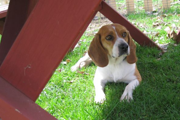 Getting a beagle/basset hound mix soon... show me pics of your beagle or basset! :  wedding beagle puppy dog basset hound IMG 0836
