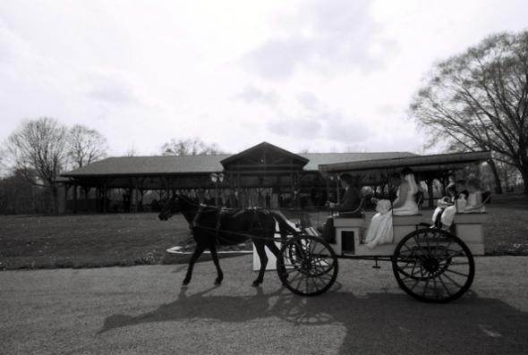 Ponies! :  wedding Cere2