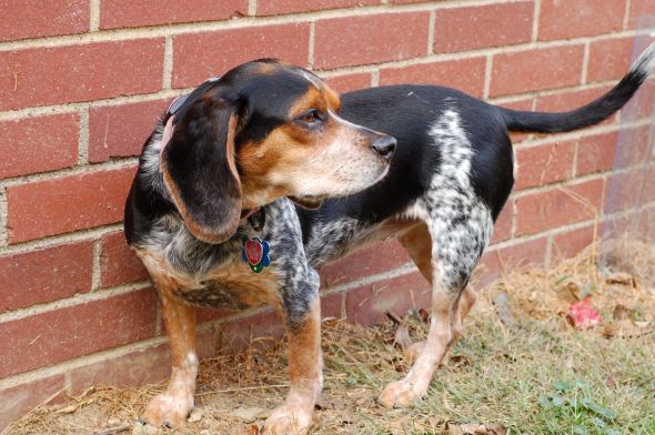Getting a beagle/basset hound mix soon... show me pics of your beagle or basset! : wedding beagle puppy dog basset hound Mocha