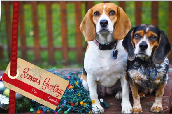 Do you include your pet on your Holiday card? :  wedding Xmas Card