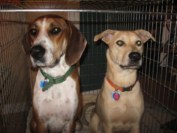Show Me Your Pits! lol (PIT BULLS) :  wedding pets pit bull dog Double Trouble