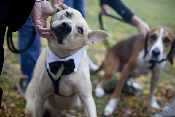 Pro Pics - Finally! Pic Heavy...and more to come! : wedding Funnyface