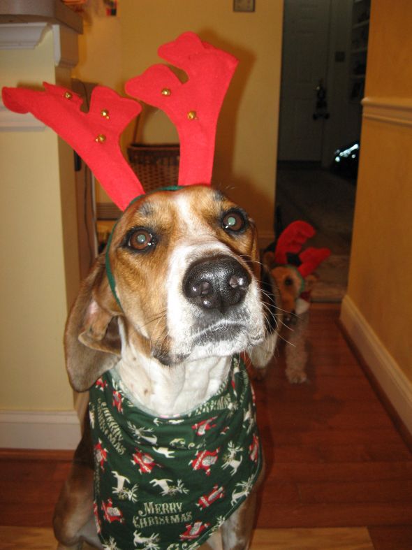 NWR- Post Your Pets! :  wedding puggle Milo The Reindeer