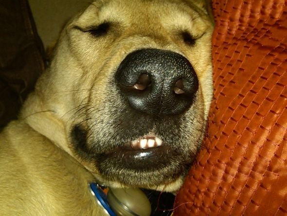 NWR- Post Your Pets! :  wedding puggle Boris5