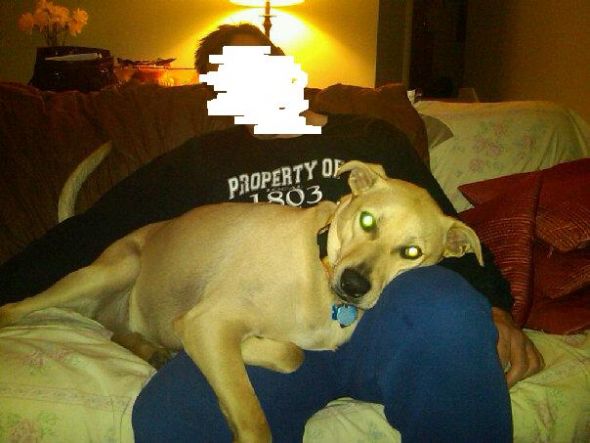 Dog Genetic Breed Testing - Anyone Tried It?? :  wedding genetic breed dog canine heritage wisdom panel Boys2