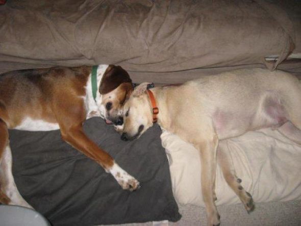 just had to share (cute pics of your pets) :  wedding Boys3