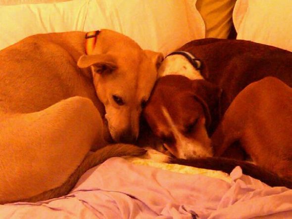 just had to share (cute pics of your pets) :  wedding Boysclose