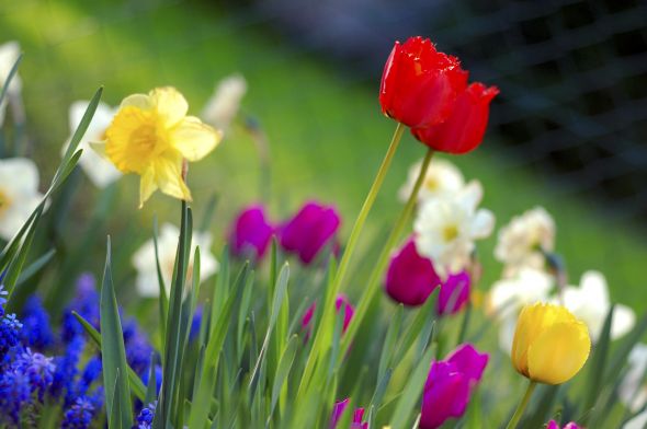 Can you all post pictures of spring? :  wedding Spring