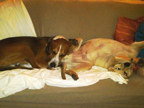 My dog is a sprawler... :  wedding Them.jpg