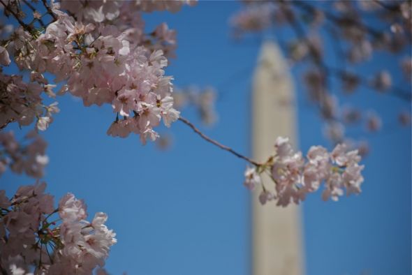 Trip to D.C...advice? :  wedding DSC 0355