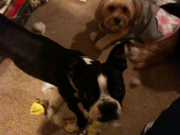 Dog People - Crating? :  wedding crate training IMG 0554