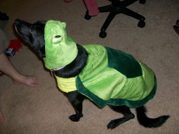 Halloween Costumes! : wedding 100 1377