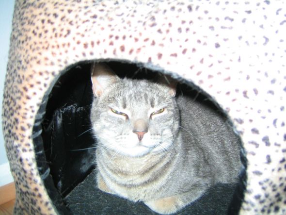 Show us your fur babies! :  wedding pets TW0002