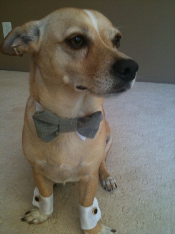 Formal Wedding Dog Cuffs and Bow Tie wedding wedding formal dog groomsman 
