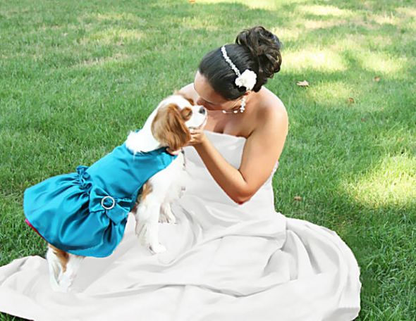 Deep Teal New For fall wedding pets wedding dresses bridal teal dogs 