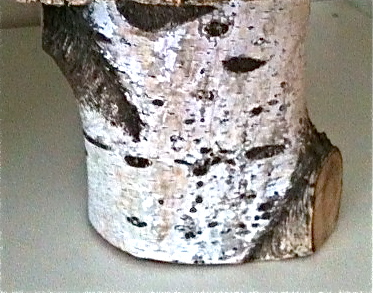 Earthy-Rustic BIRCH Decor!!  : ) :  wedding Barn Decorations <3 :  Wedding Secunload 10  Vintage/Rustic/Shabby Chic/Barn Decorations <3 :  wedding Barn Decorations <3 :  Wedding Secunload 10 Vintage/Rustic/Shabby Chic/Barn Decorations <3 :  wedding Secunload 10  