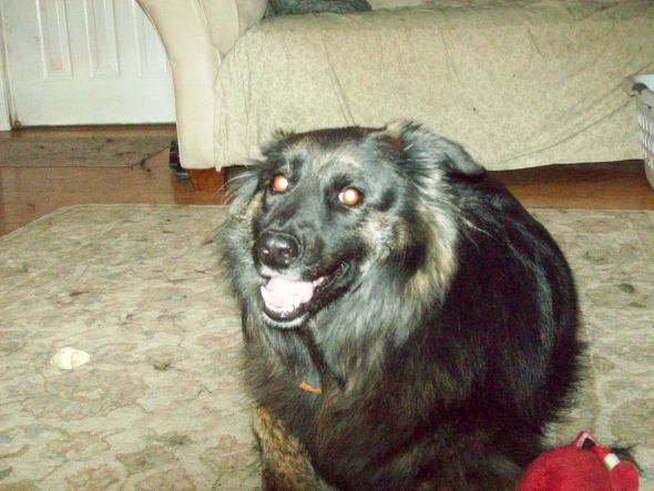 Giant breed appreciation thread! :  wedding 100 0081