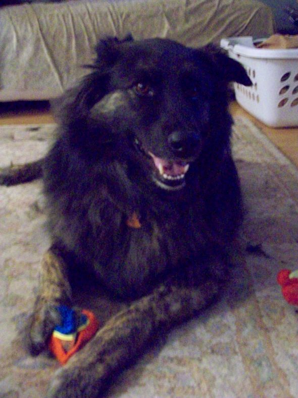 German Shepherd Puppy :  wedding puppy german shepherd 100 0090