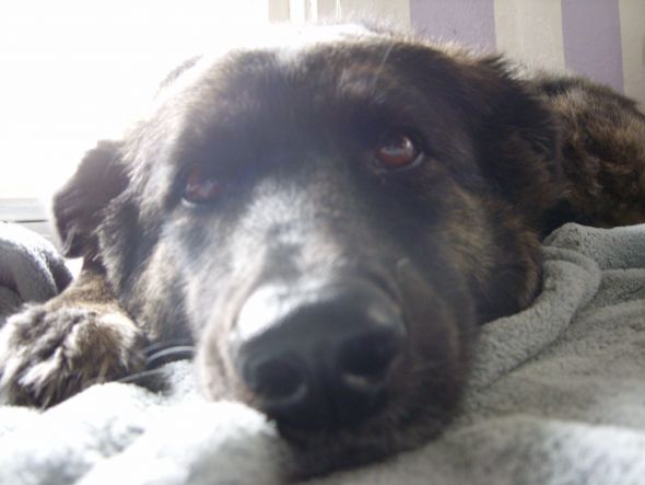 Collie Bernese Mix