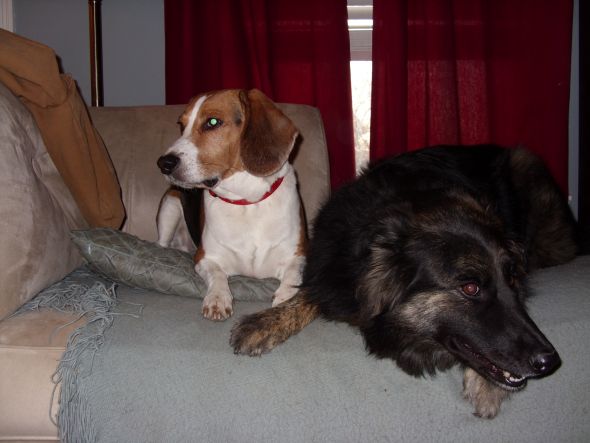 How did you name your pet? :  wedding pet names SN850193