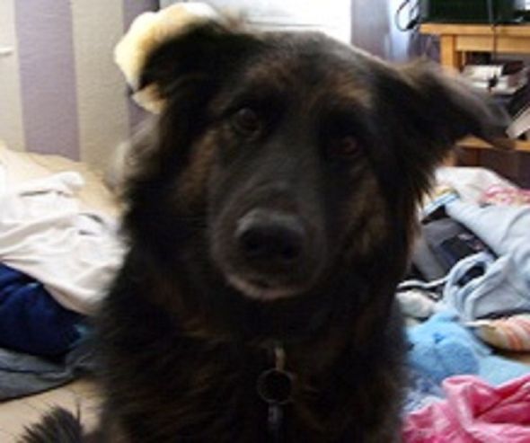 German Shepherd Puppy :  wedding puppy german shepherd Kl
