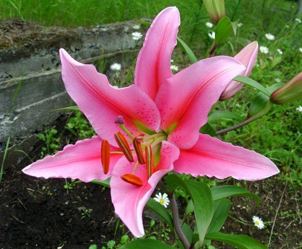 Deciding on Flowers.. (PIP) :  wedding flowers diy bouquets Pink Gradient Oriental