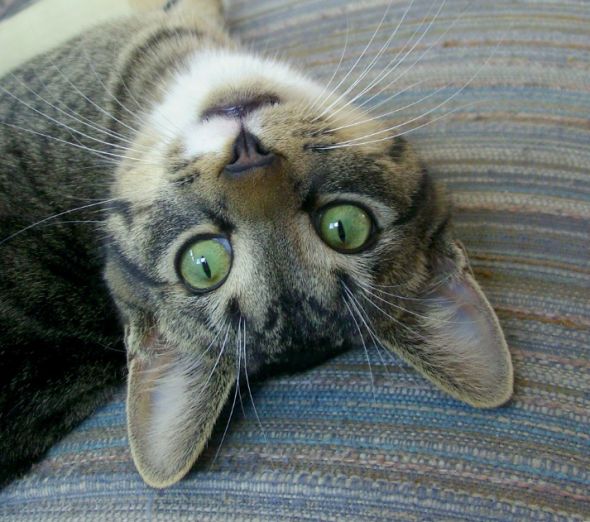 Name this kitten! :) :  wedding kitten Cutey Kitteh