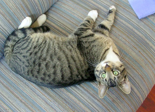 Name this kitten! :) :  wedding kitten Spots Meet Stripes