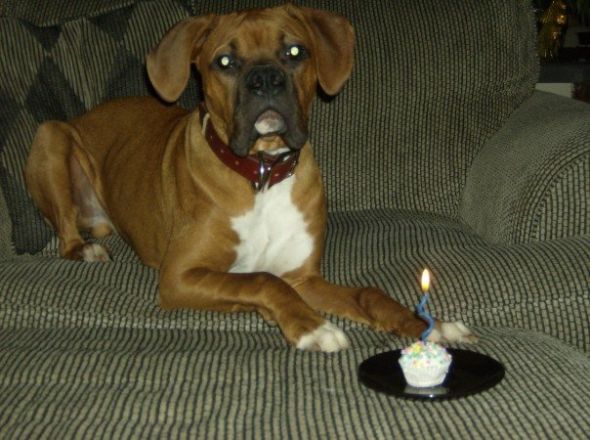How did you name your pet? :  wedding pet names Chill 6mos