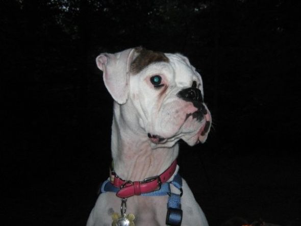 How did you name your pet? :  wedding pet names Leah