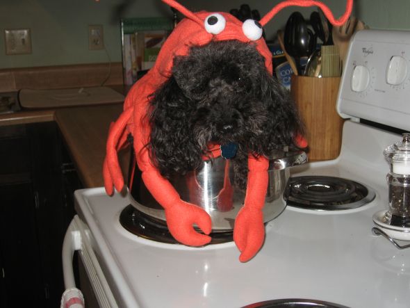 Halloween Furbabies :  wedding IMG 1706