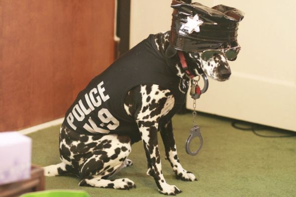 Halloween Furbabies :  wedding Serabell Hayley