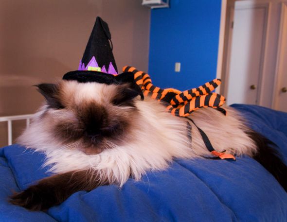 Halloween Furbabies :  wedding Halloween7