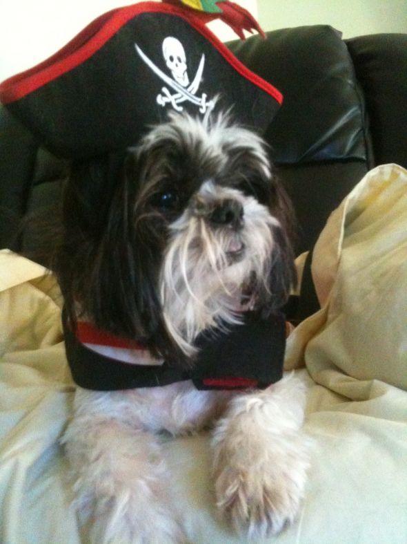 Halloween Furbabies :  wedding Pirate Dog