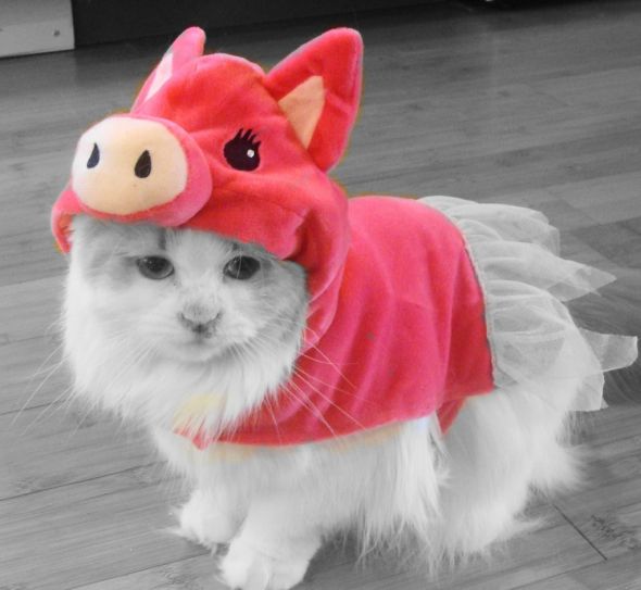 Halloween Furbabies :  wedding Wendyhalloween