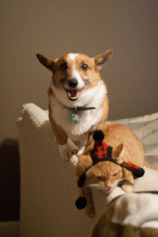 Gratuitous Pet Picture Thread :  wedding IMG 1613