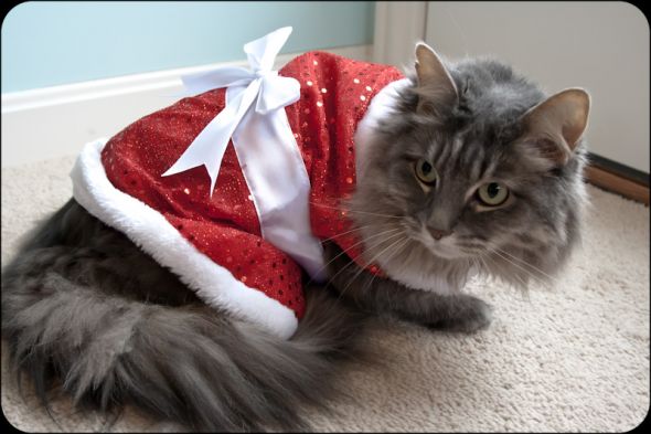 Why we sleep with our door locked (Pets in costumes!) :  wedding IMG 4156